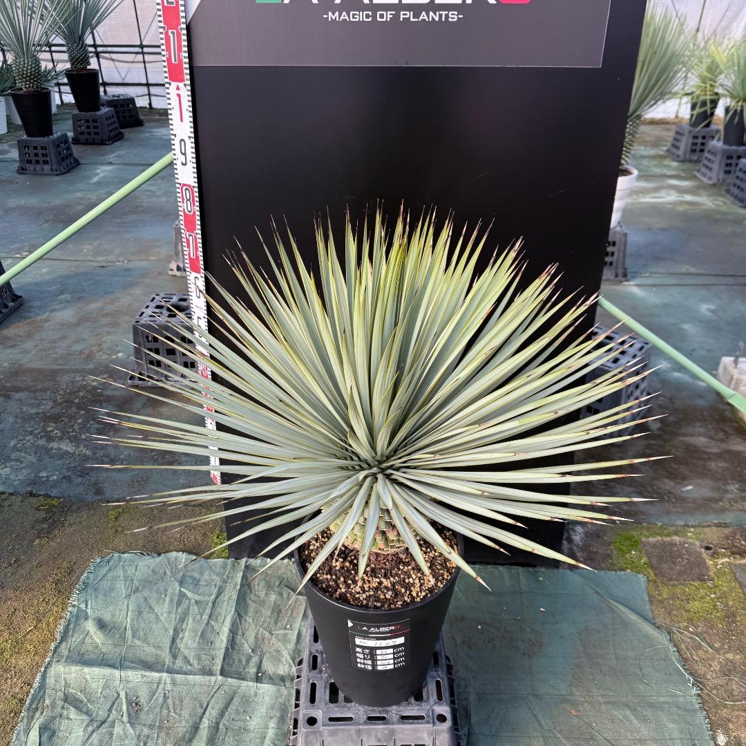 【AL1107】ユッカ　ロストラータ 超美形　極太