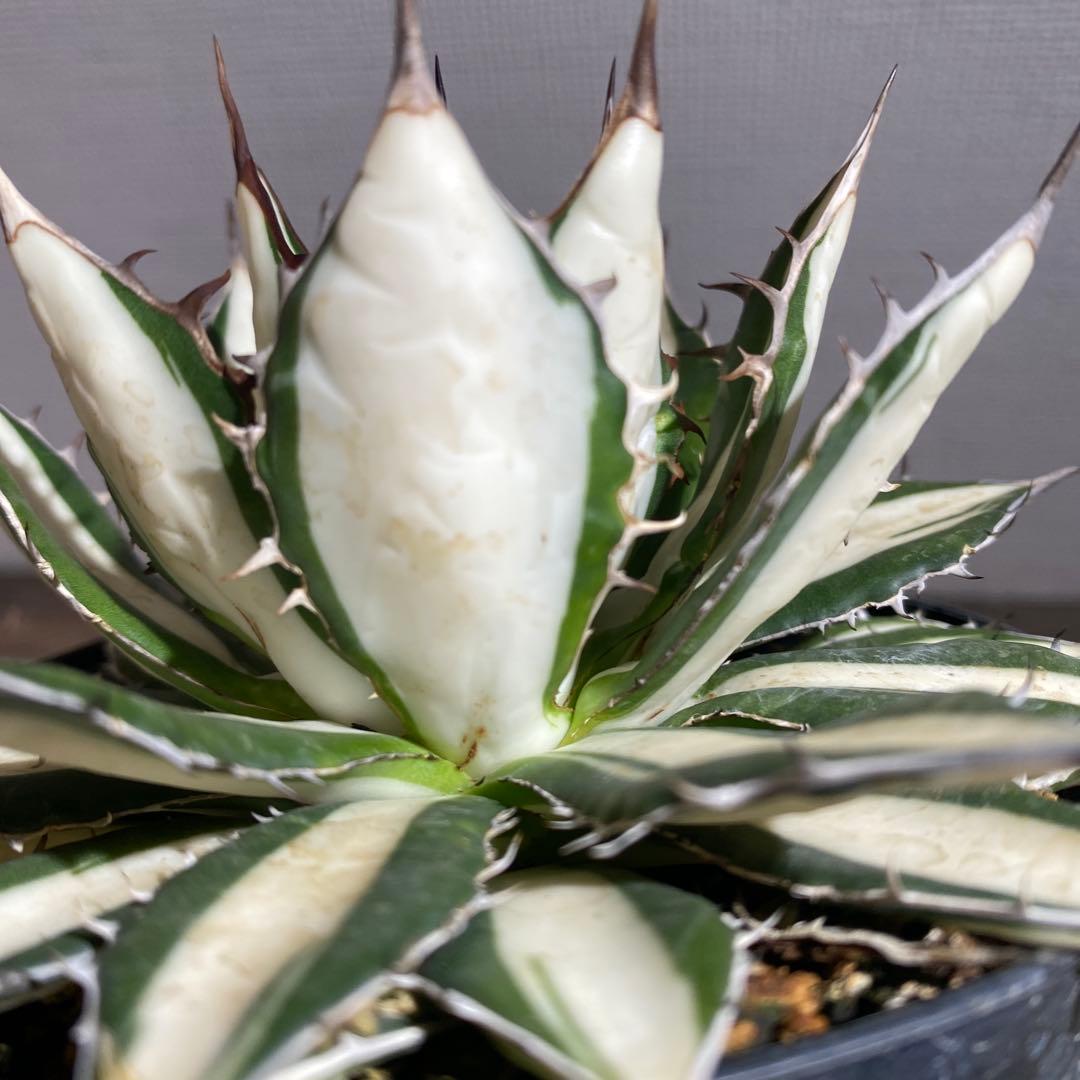 アガベ　ホリダ　白中斑　極上限定2