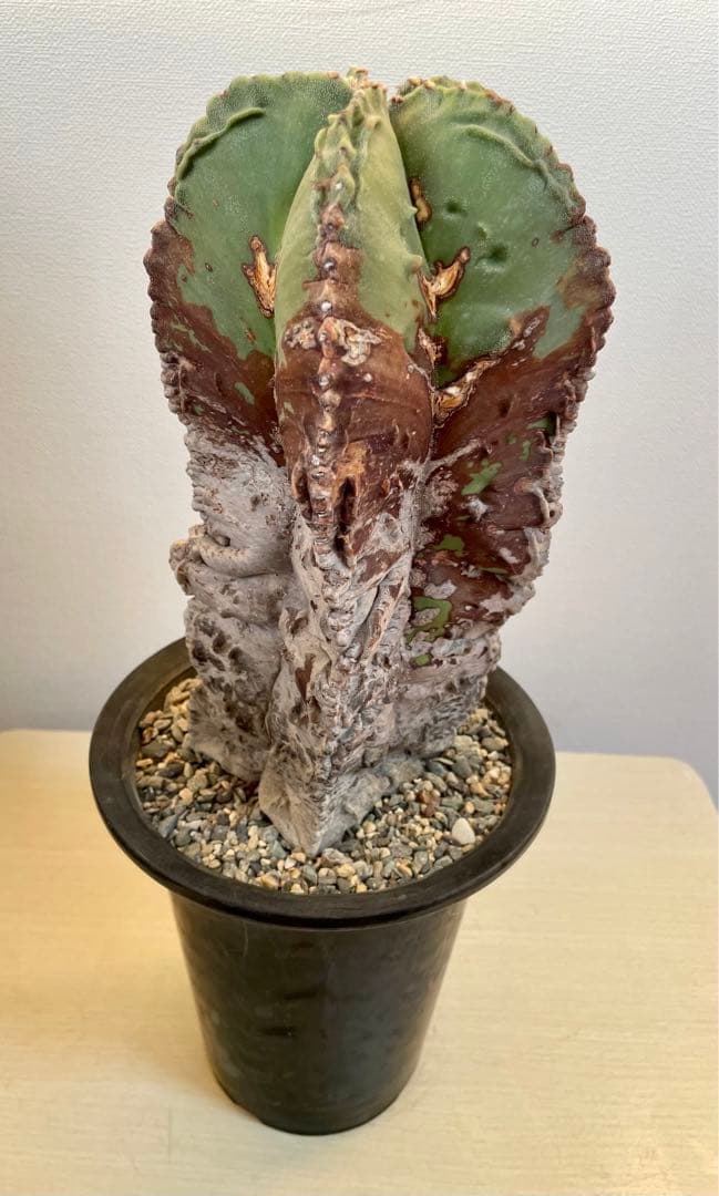 鸞鳳玉錦　特大古木　【全高24cm】アストロフィツム