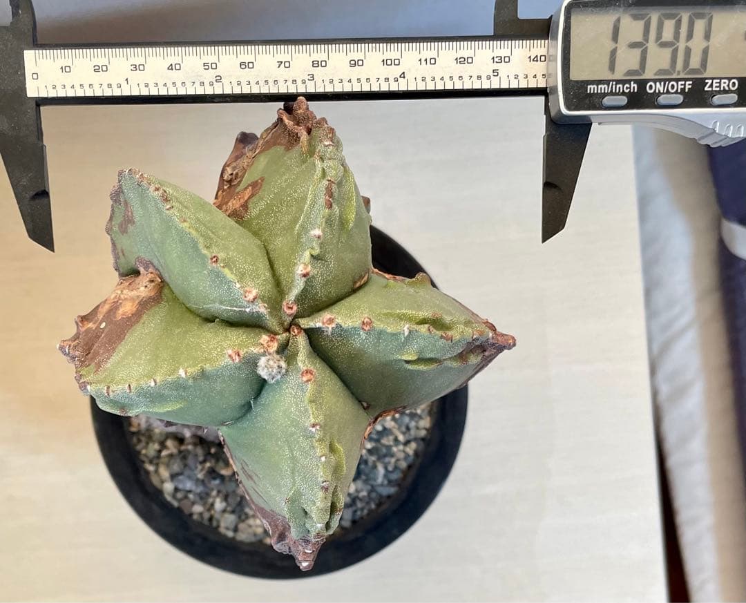 鸞鳳玉錦　特大古木　【全高24cm】アストロフィツム