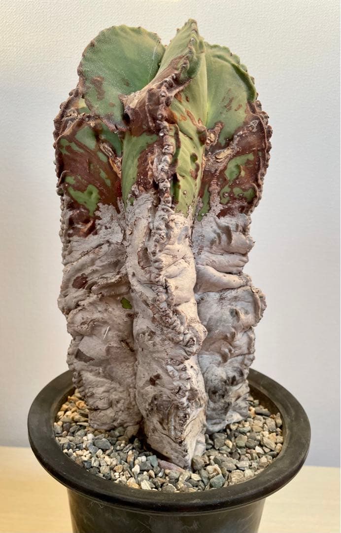 鸞鳳玉錦　特大古木　【全高24cm】アストロフィツム