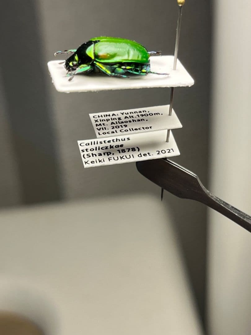 【極美展足】スジコガネの一種　標本 福井敬貴作品 真作 プラチナコガネ