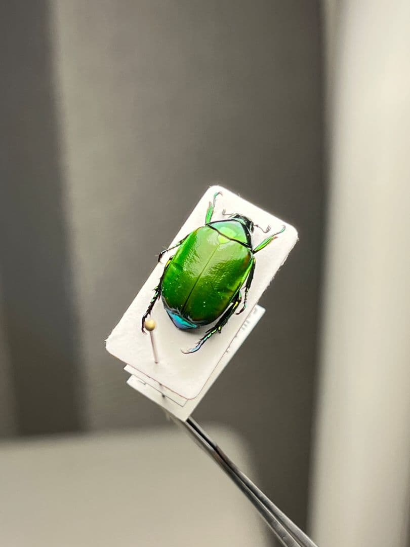 【極美展足】スジコガネの一種　標本 福井敬貴作品 真作 プラチナコガネ