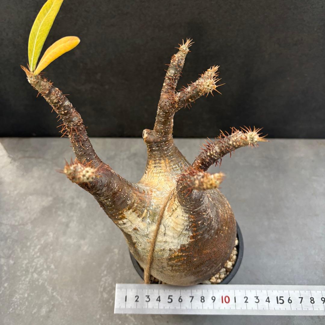 発根済 パキポディウム グラキリス 現地球 良型 塊根植物 コーデックス　NO3