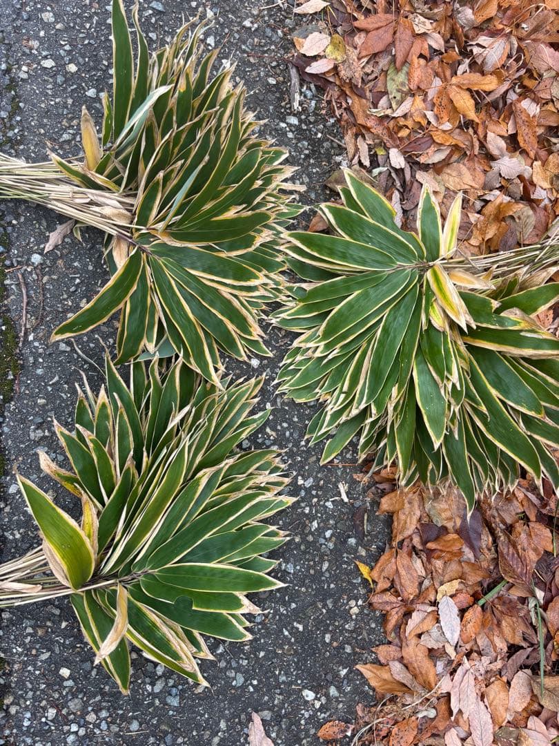 熊笹　門松　500 クマザサ