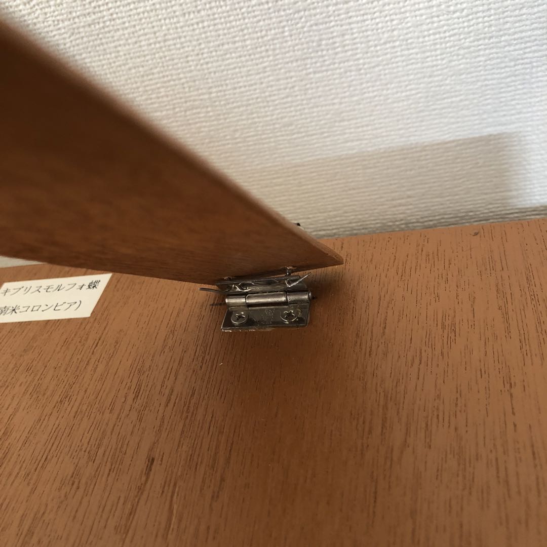 サ*ヤ様 キプリスモルフォ蝶 コロンビア 標本 額縁入り