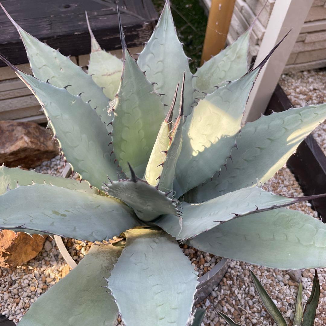アガベ　大株　輸入株　パリーパリー