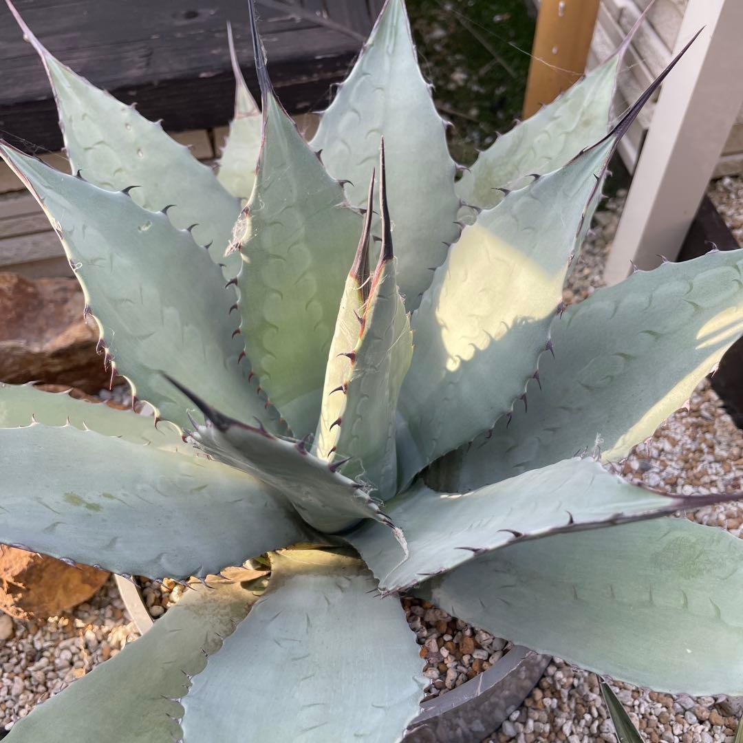 アガベ　大株　輸入株　パリーパリー