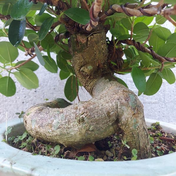 亜熱帯の樹木　パンダガジュマル　②