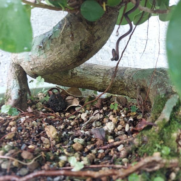 亜熱帯の樹木　パンダガジュマル　②