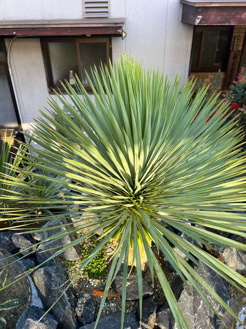 ロストラータ　ユッカ