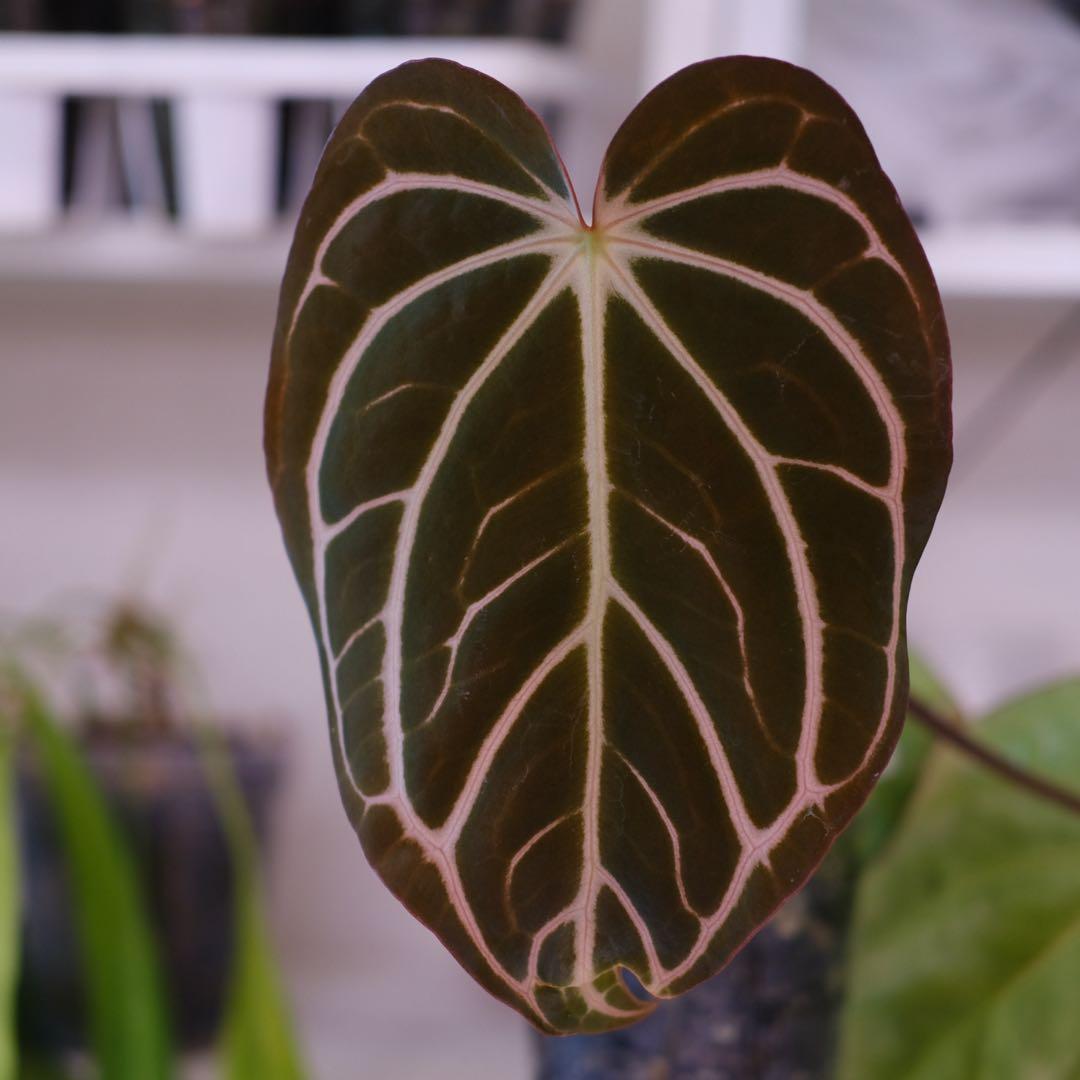 Anthurium Carlablackiae｜アンスリウム カーラブラッキー