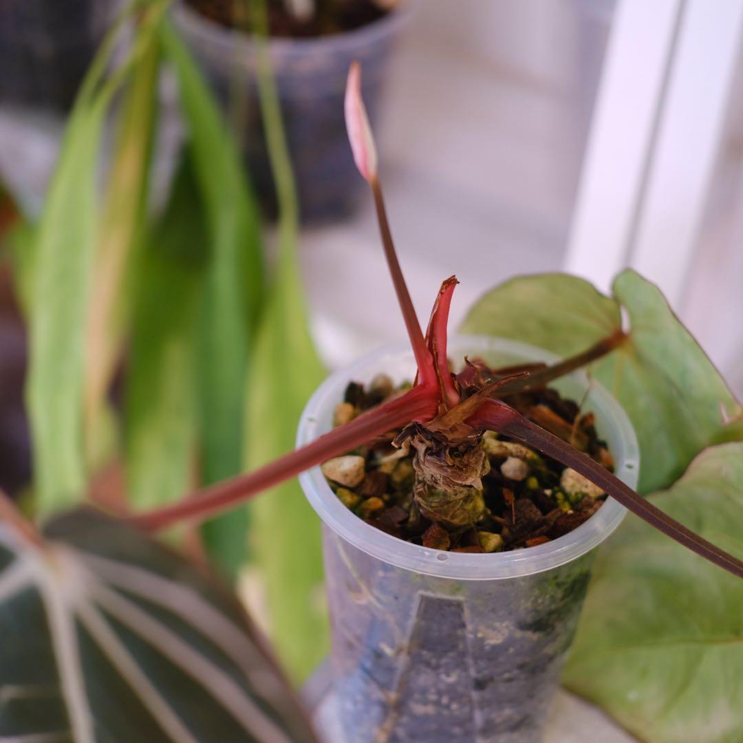 Anthurium Carlablackiae｜アンスリウム カーラブラッキー