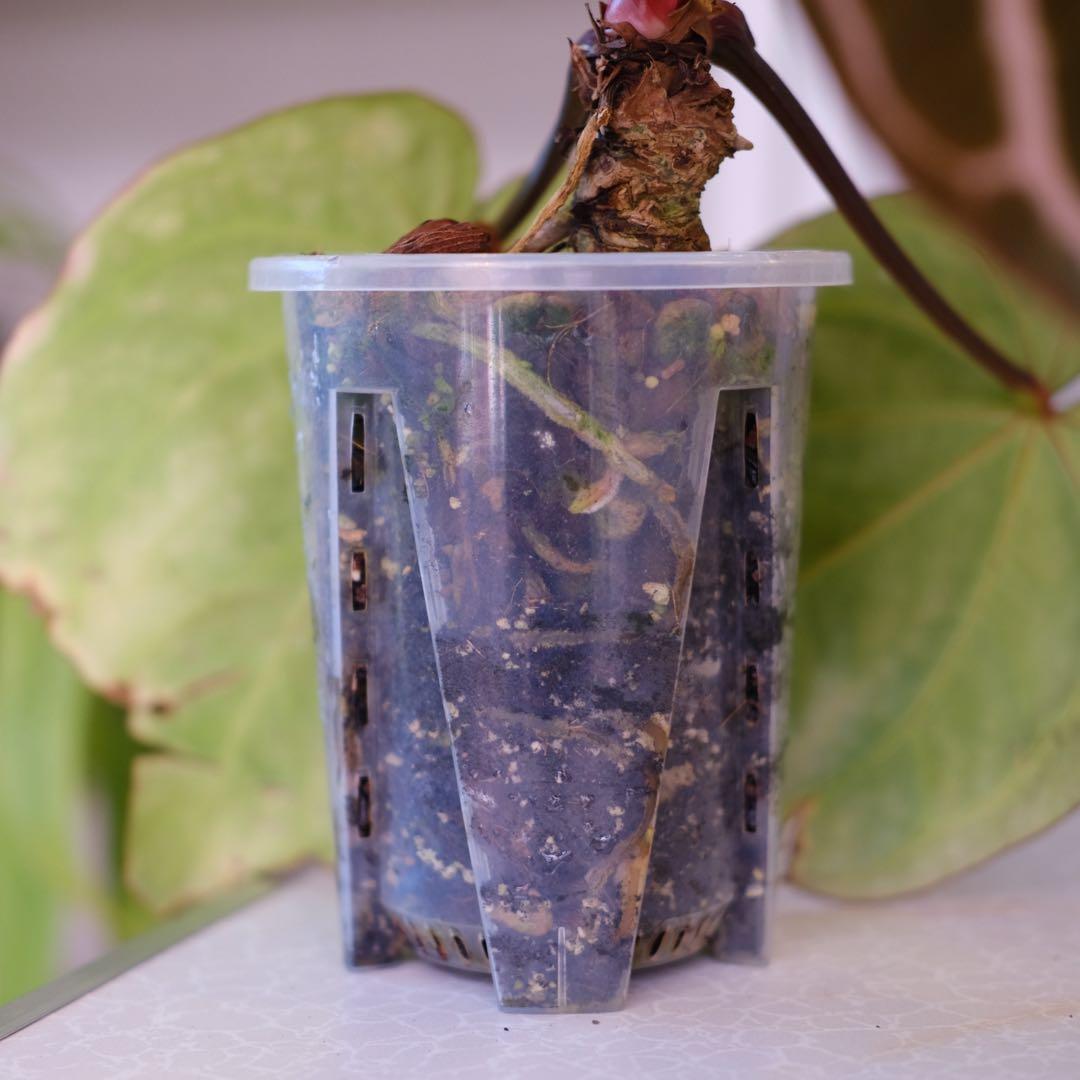 Anthurium Carlablackiae｜アンスリウム カーラブラッキー