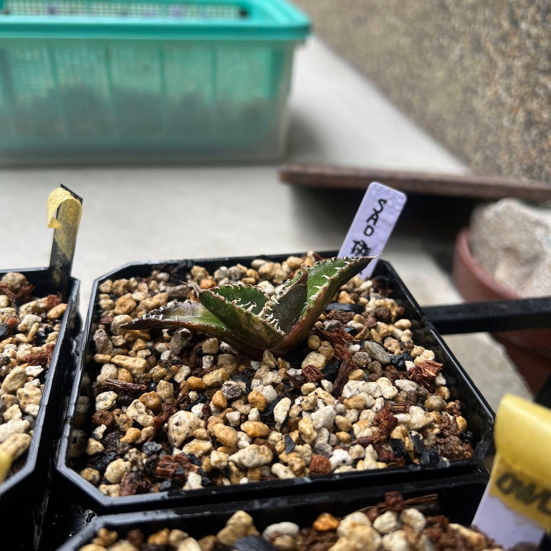 アガベ　チタノタ　SAD 斑入り　子株