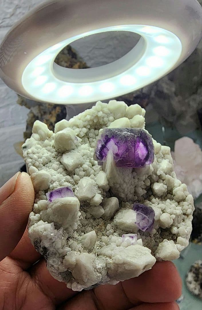 エイリアンアイフローライト