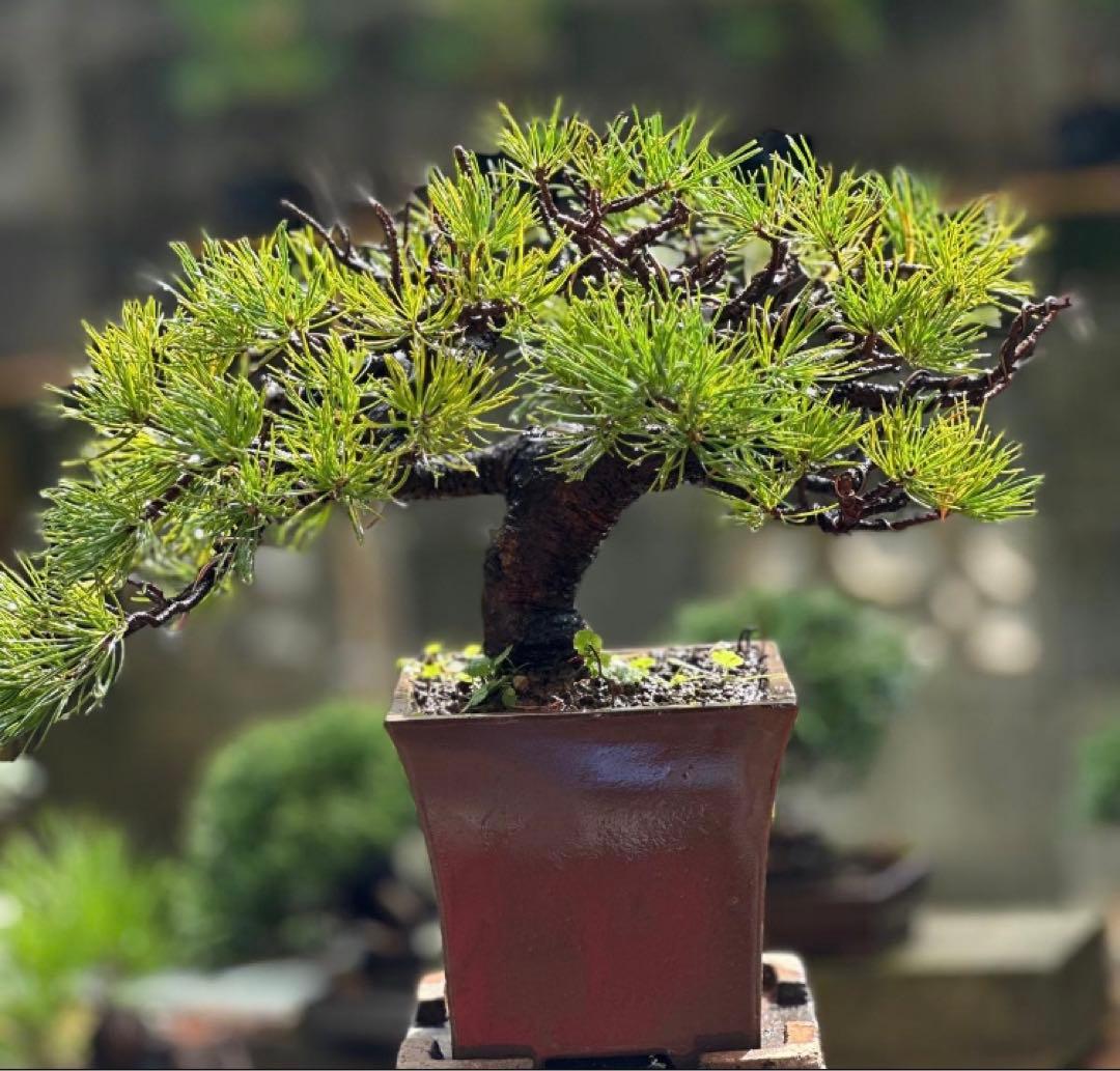五葉松盆栽