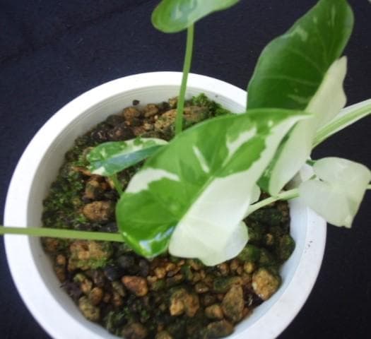 斑入り　クワズイモ　苗　株　観葉植物　アロカシア　花卉/園芸