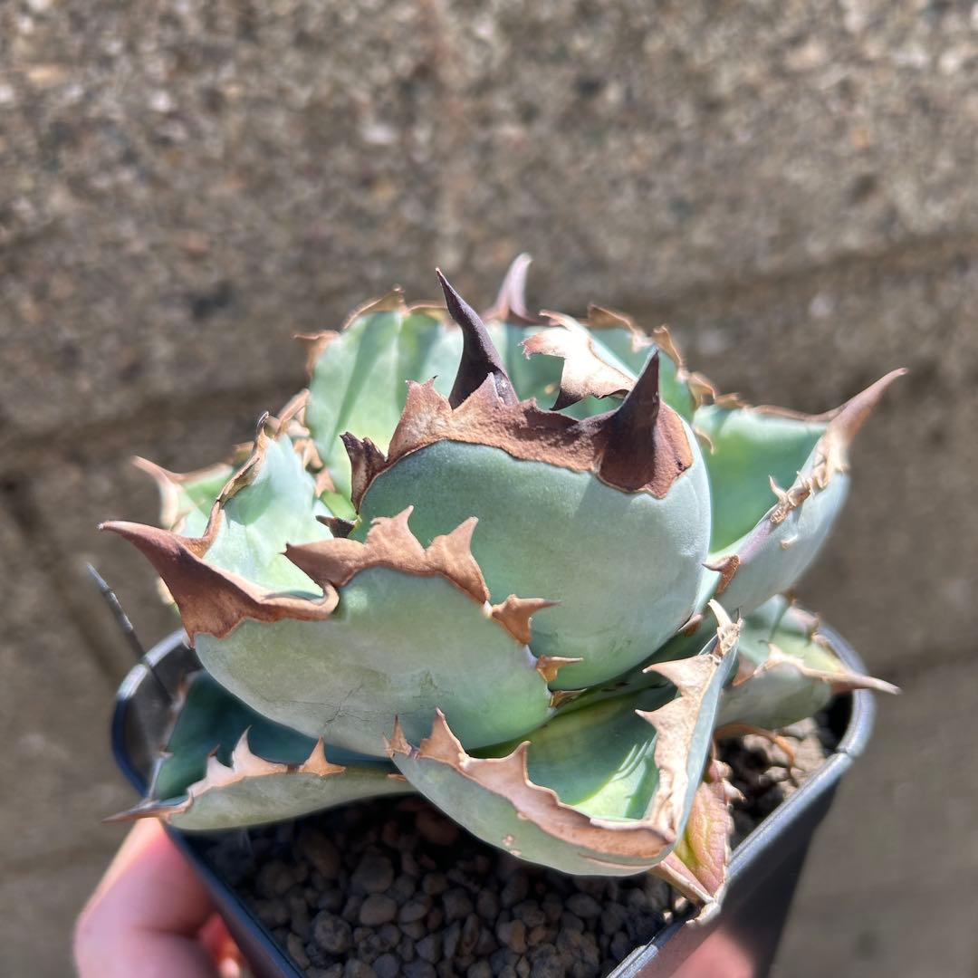 S*K様 アガベ　ブルー　ビースト