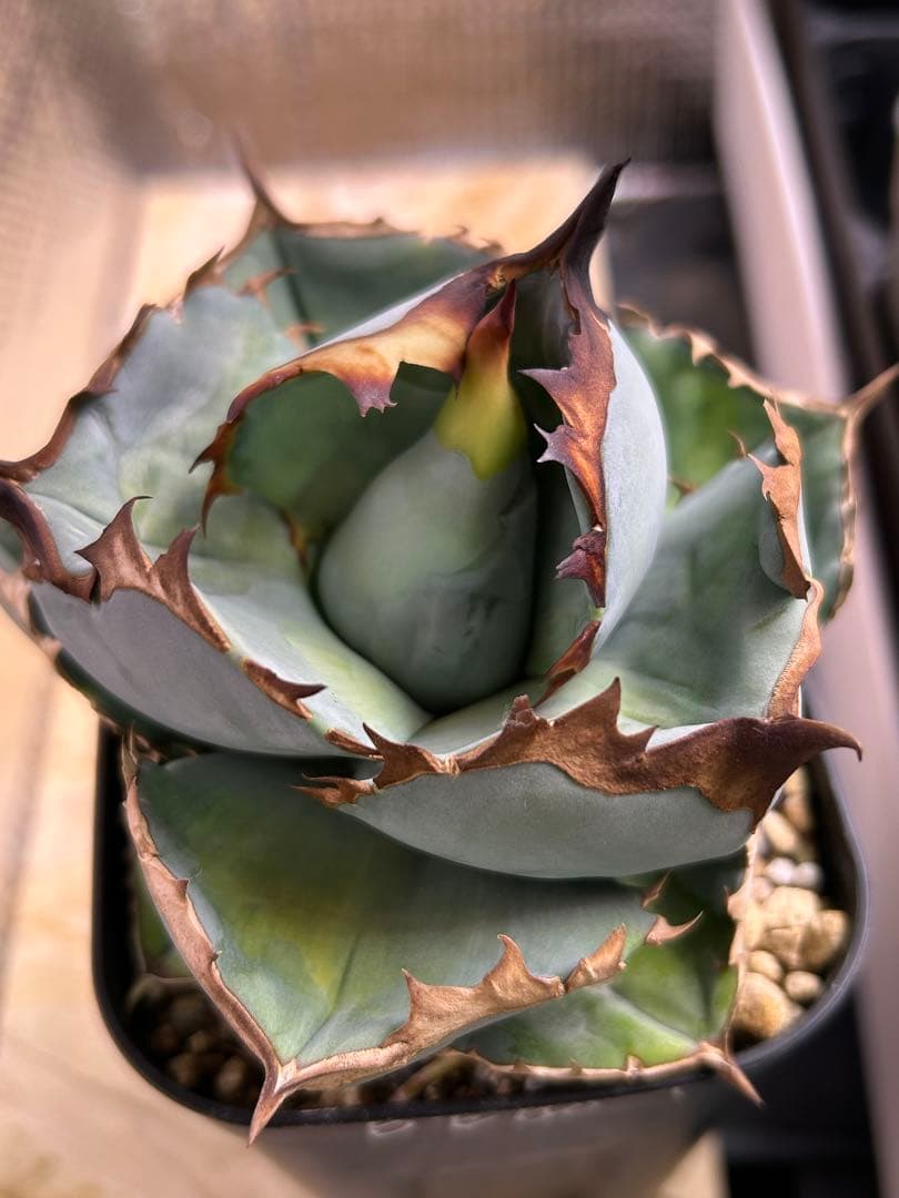 S*K様 アガベ　ブルー　ビースト