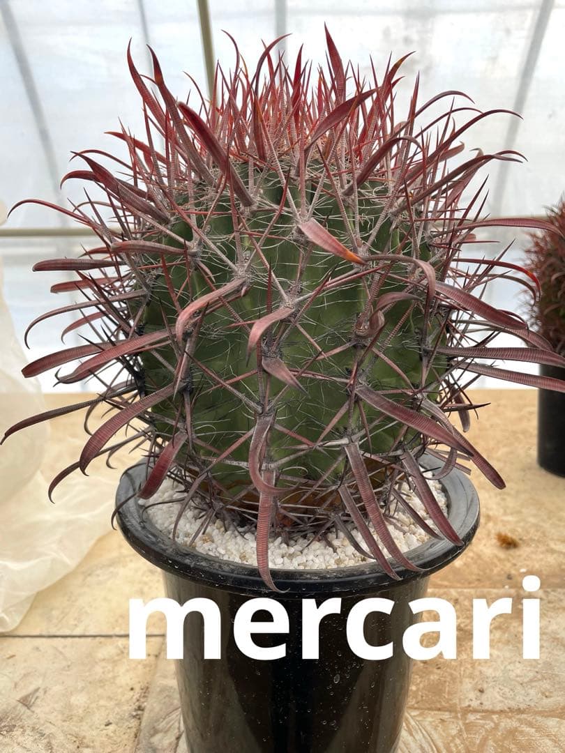 サボテン フェロカクタス 神仙玉