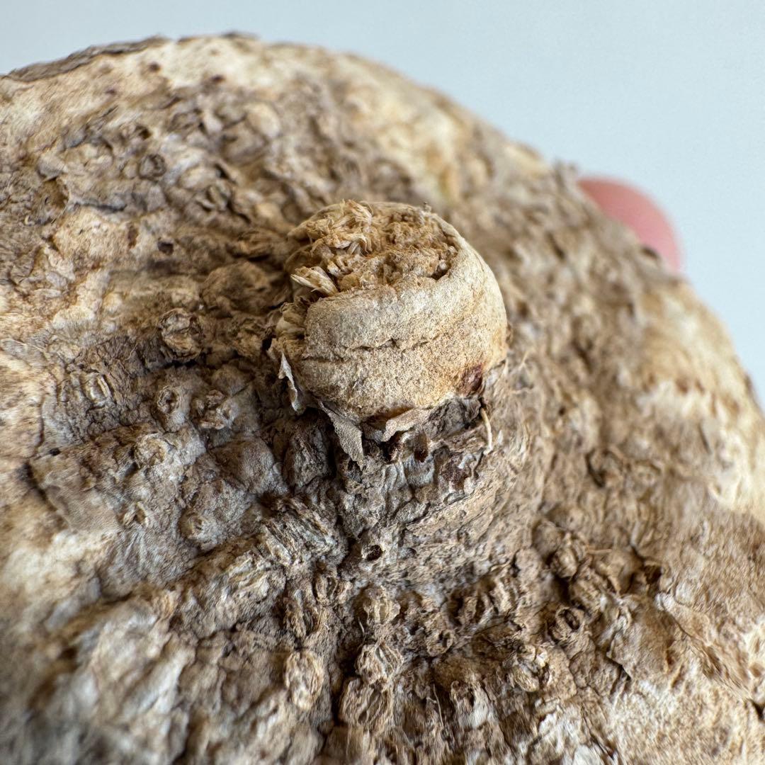 13.アデニア・オバタ 輸入直後ベアルート株　Adenia Ovata