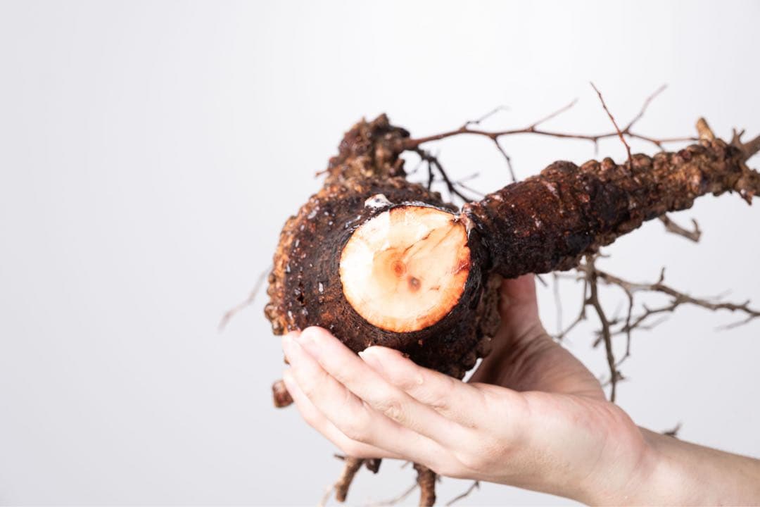 KP102 オペルクリカリア パキプス コーデックス ベアルート株　枝カット済み