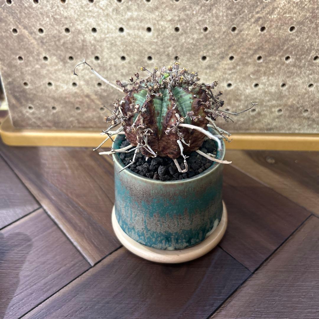 ユーフォルビア バリダ × 宮下将太鉢