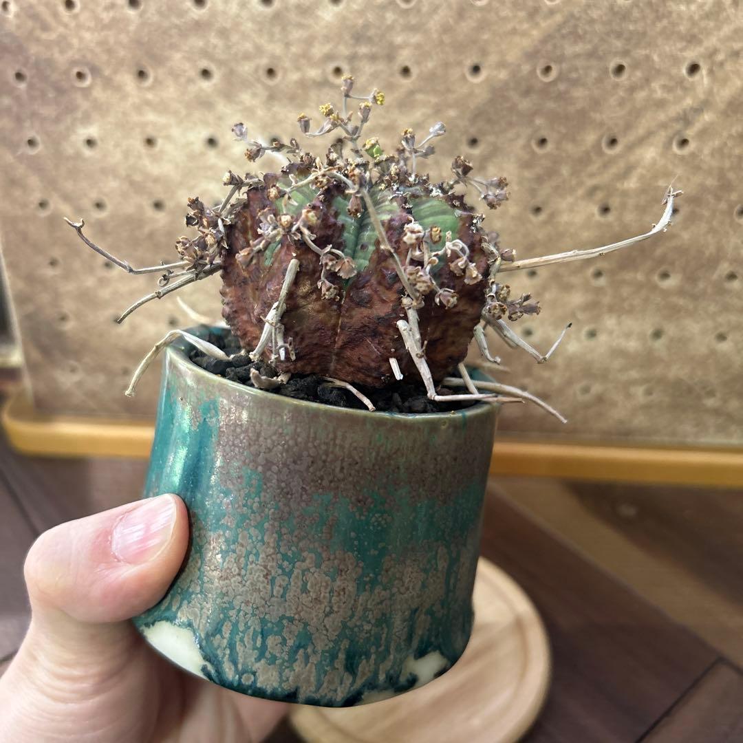 ユーフォルビア バリダ × 宮下将太鉢