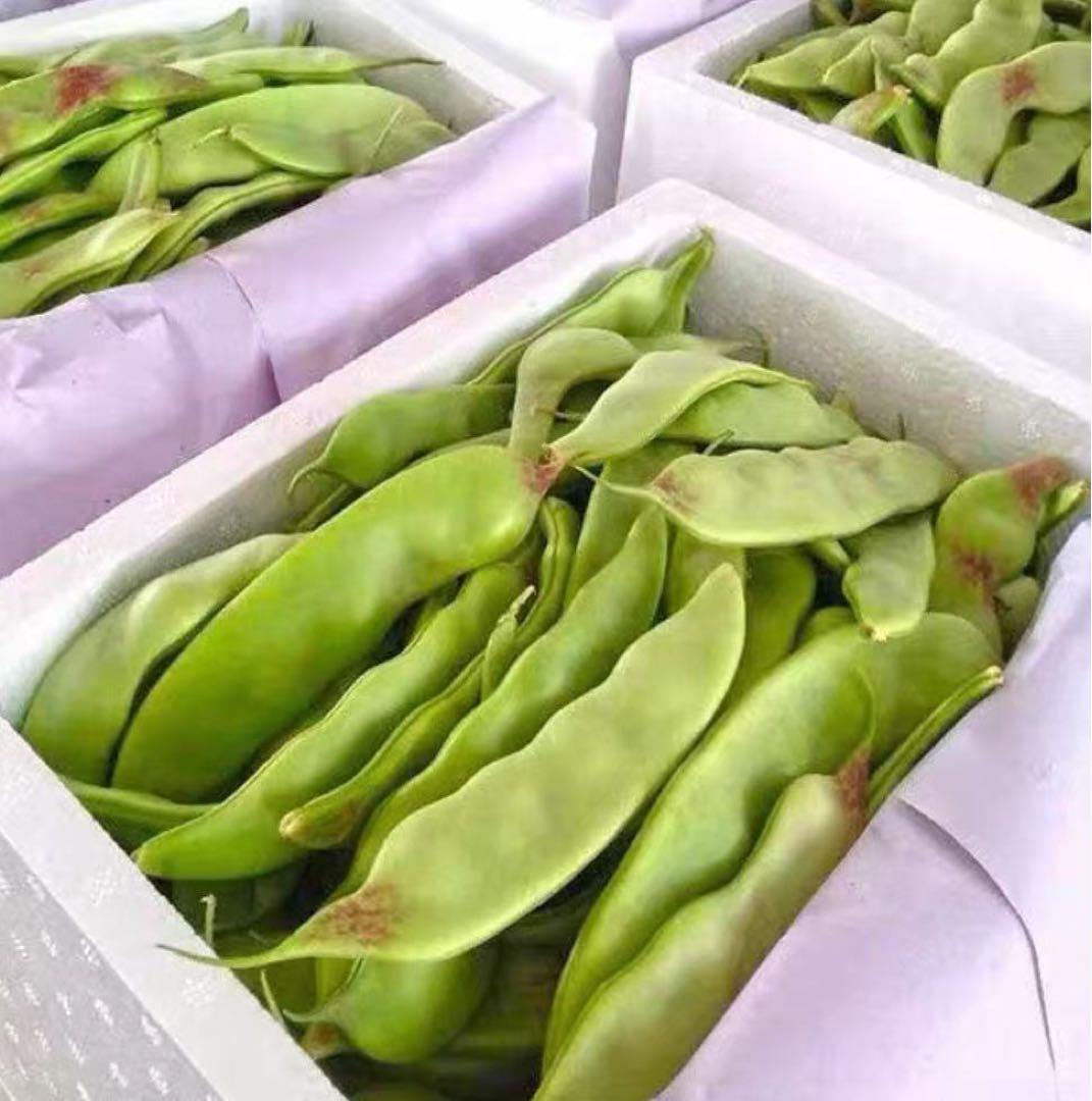 豆の種　　　緑色・紫点 確認中