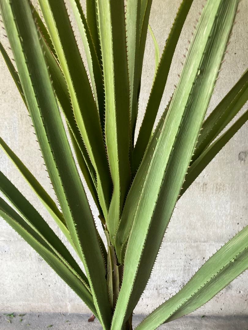 光触媒　人工観葉植物　ウォールグリーン　フェイクグリーン　アガベテナータpt