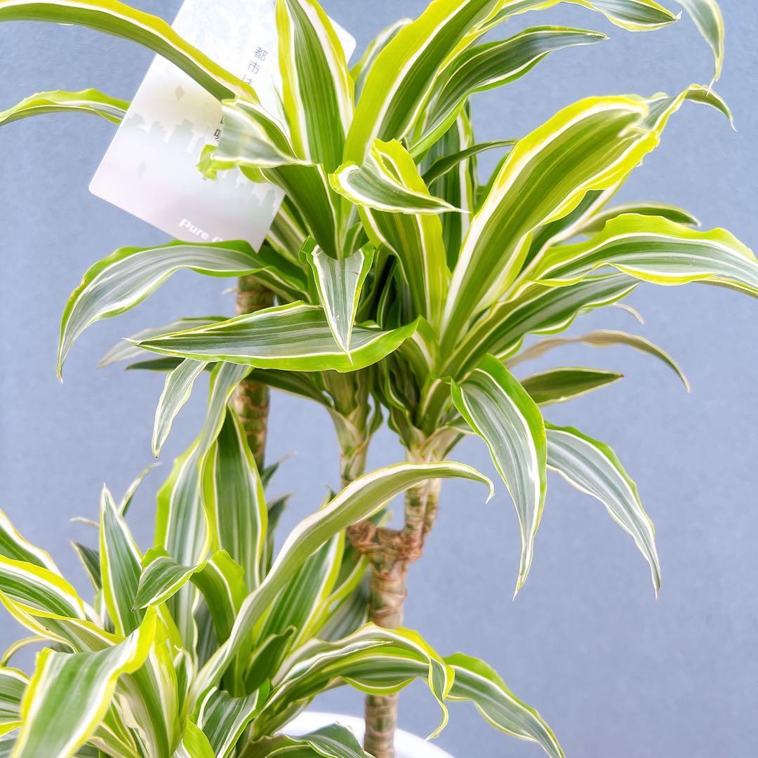 現品　ドラセナ　レモンサプライズ　31番　観葉植物　希少　斑入り　ドライガーデン