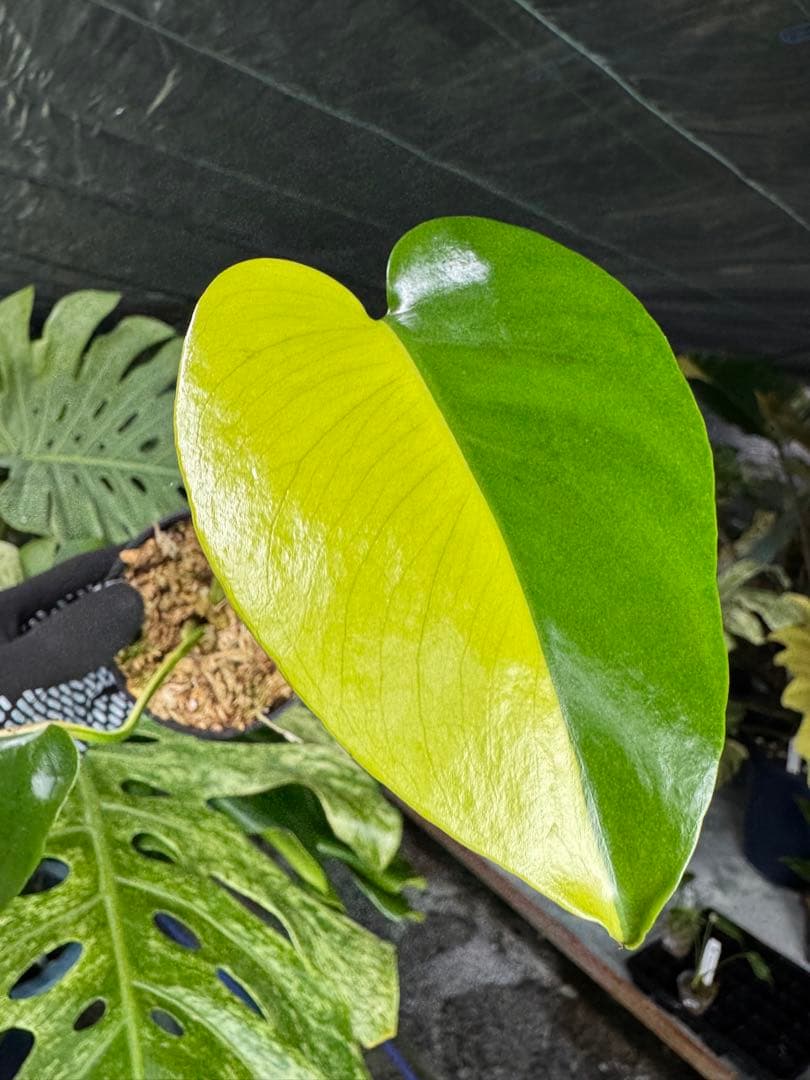 K2 モンステラ　イエローマリリン　ハーフムーン黄斑入り