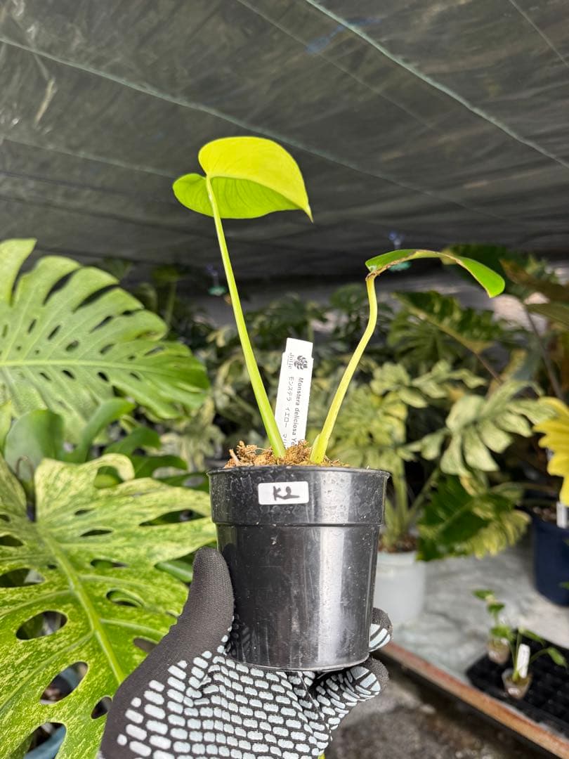 K2 モンステラ　イエローマリリン　ハーフムーン黄斑入り