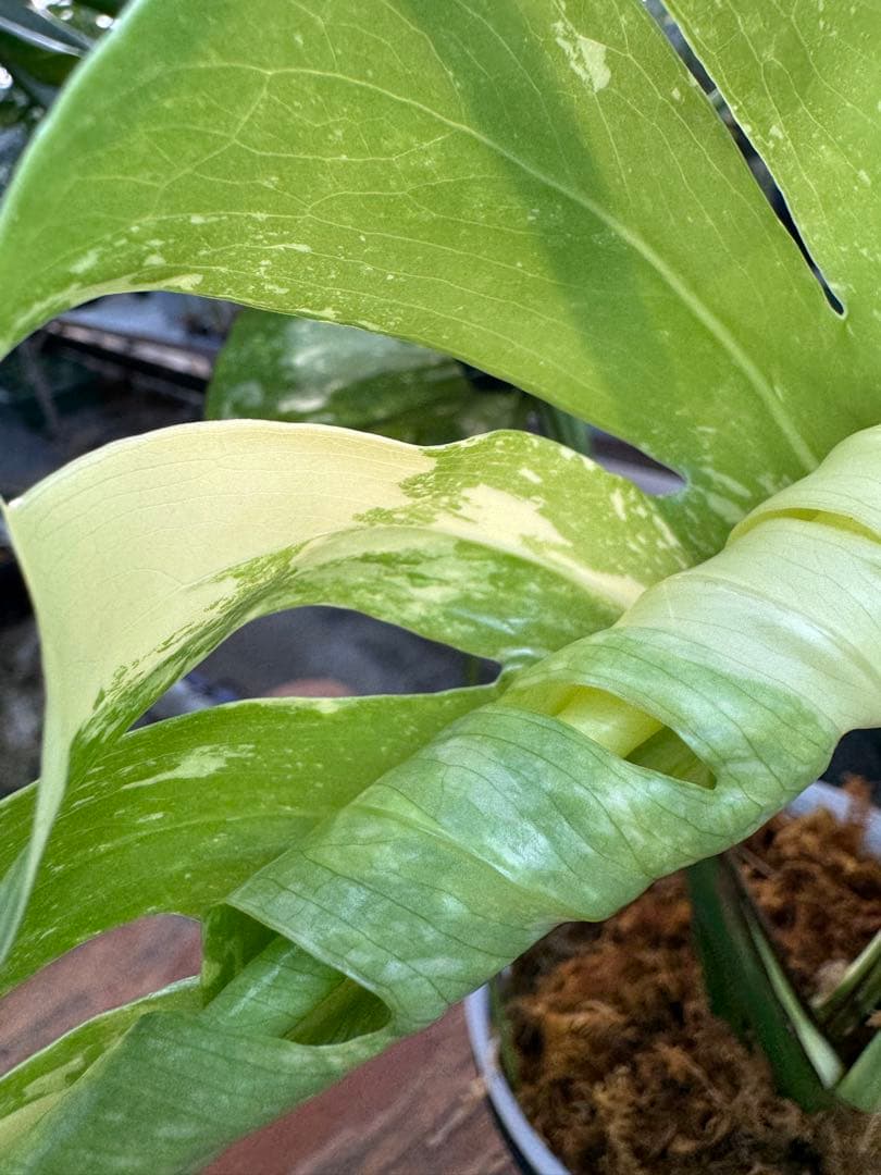 け*ん様 R4モンステラ　タイコンステレーション　スターライト