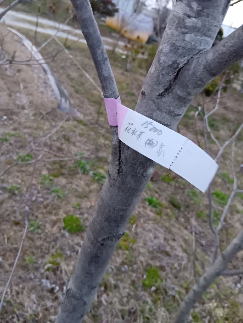 （投げ売り品）ハナミズキ（白3本赤1本）（4本まとめ売り）