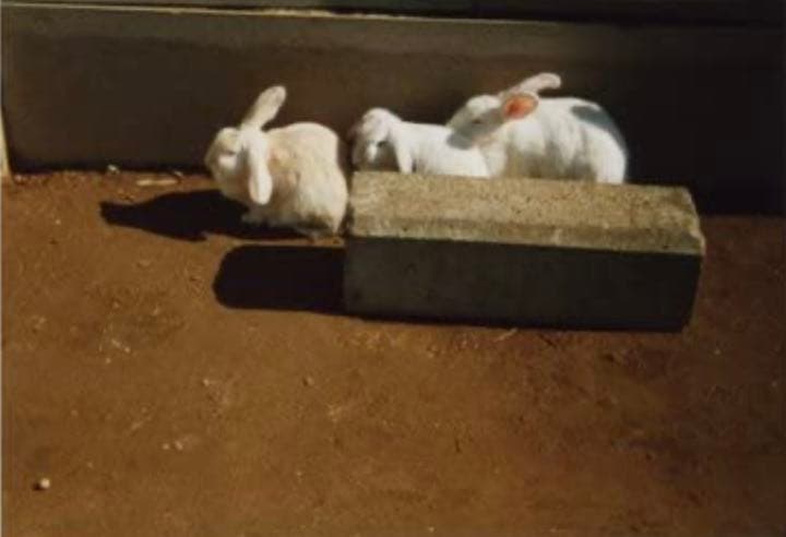 まとめ売り★ レア 新品 BOOK CAMERA ブックカメラ トイカメラ 本型