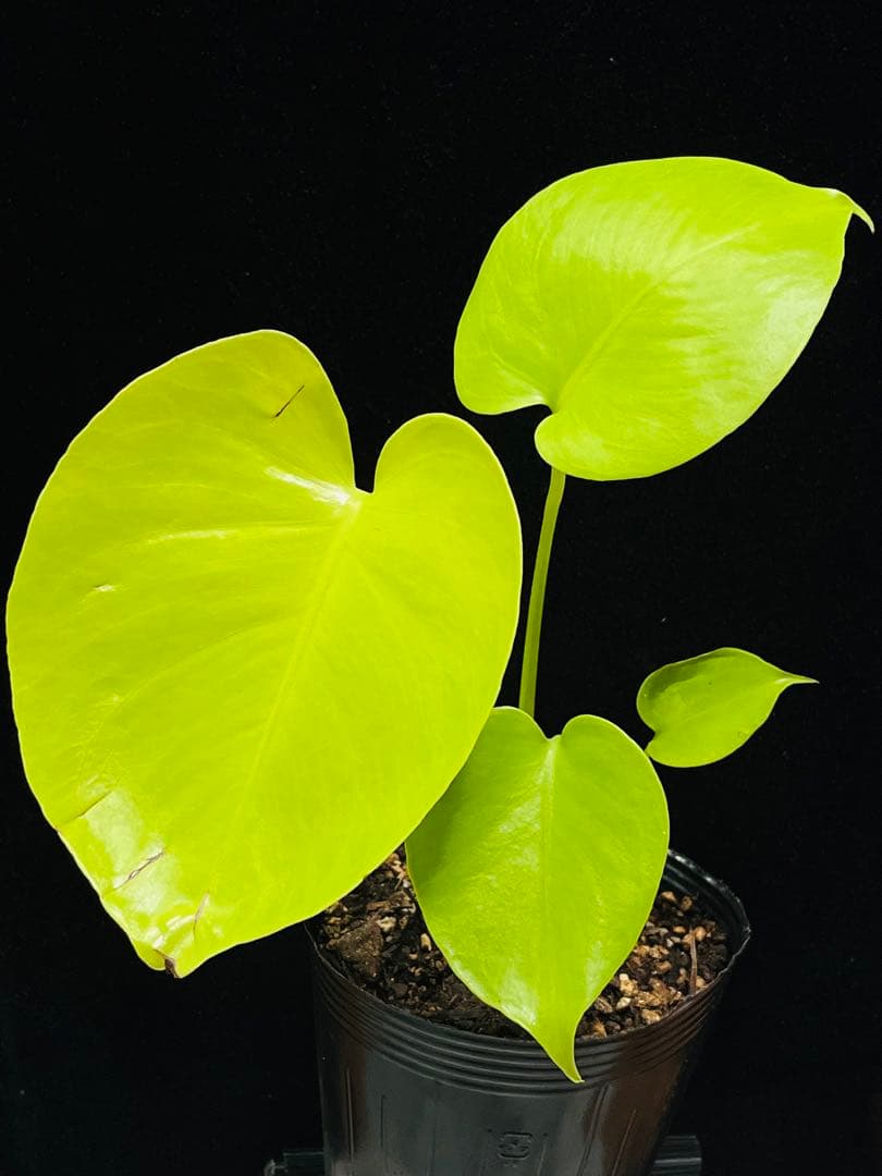 モンステラ　デリシオーサ ‘Triple Yellow’ 新種　黄金葉
