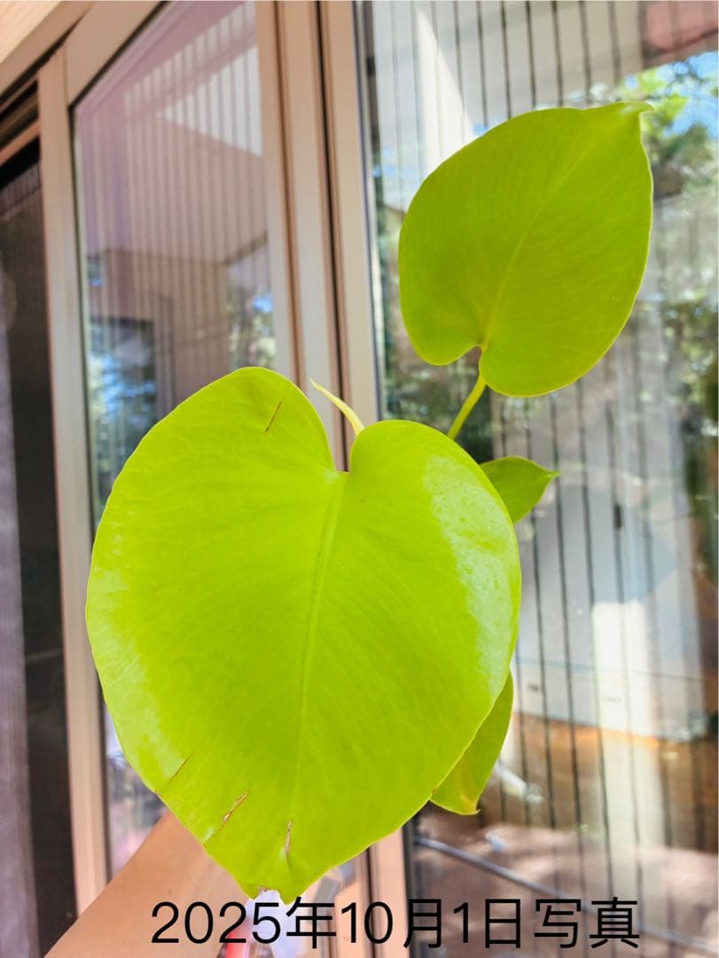 モンステラ　デリシオーサ ‘Triple Yellow’ 新種　黄金葉