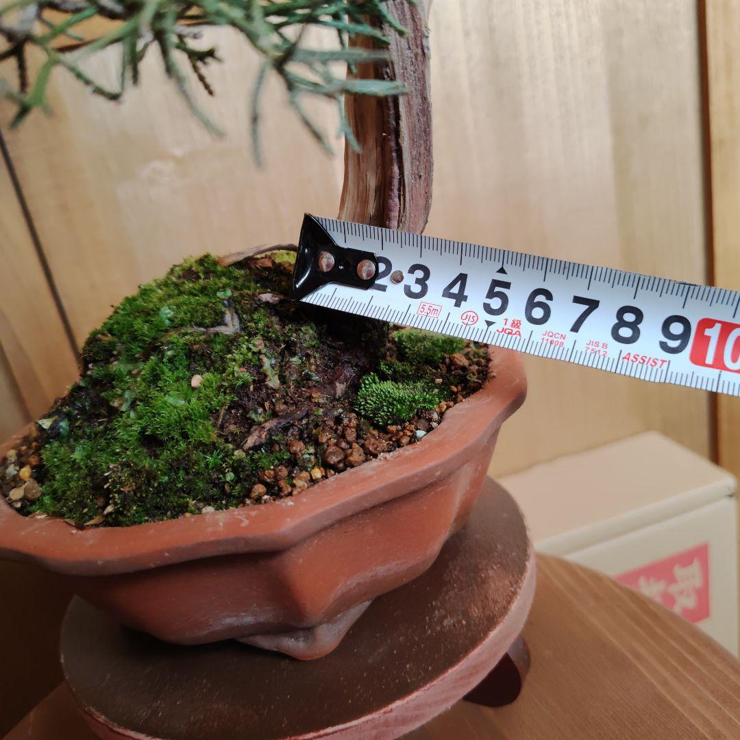 紀州真柏Ａ 朱泥木瓜鉢 金慶堂造