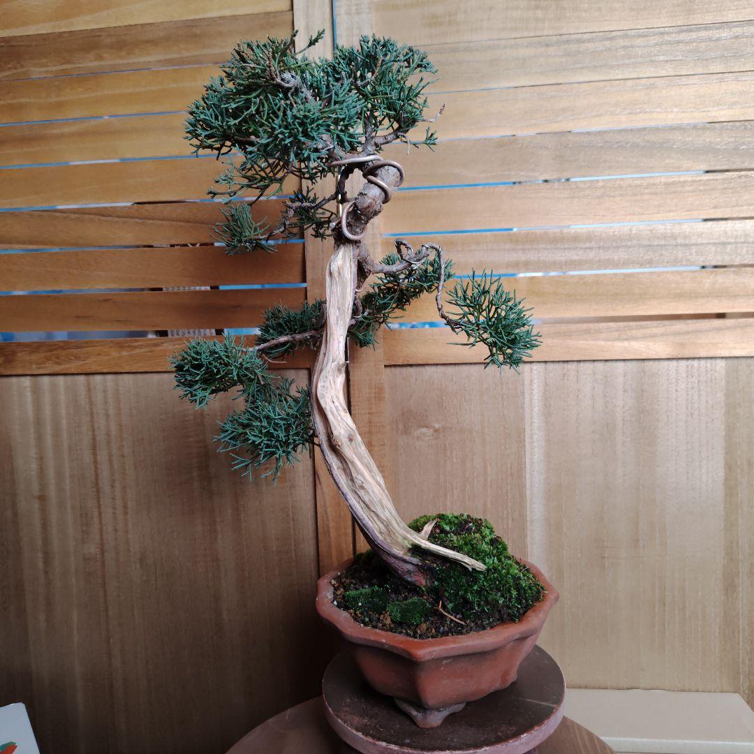 紀州真柏Ａ 朱泥木瓜鉢 金慶堂造