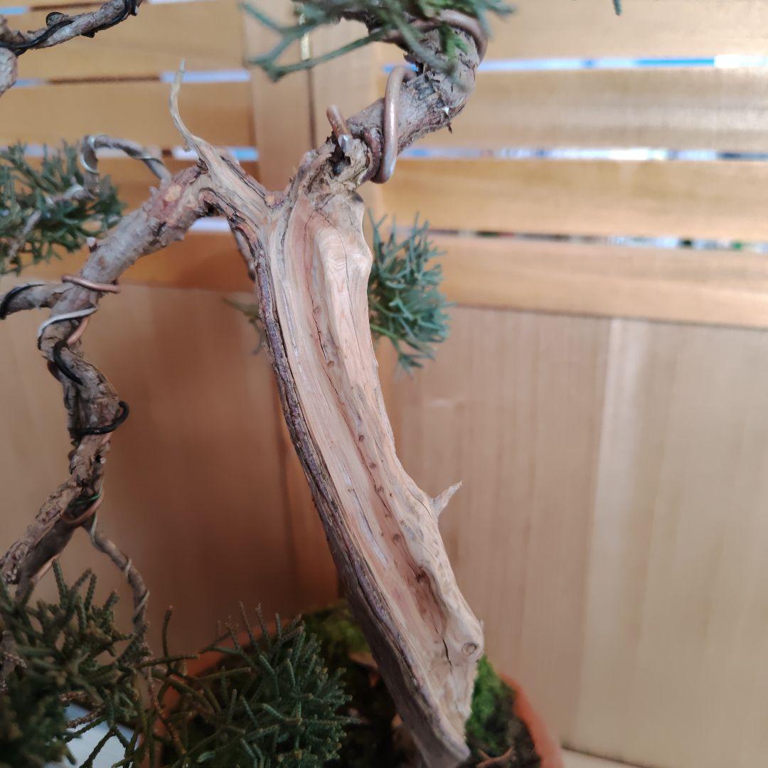 紀州真柏Ａ 朱泥木瓜鉢 金慶堂造