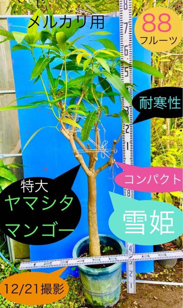 88ヤマシタマンゴー　耐寒性【雪姫】特大株