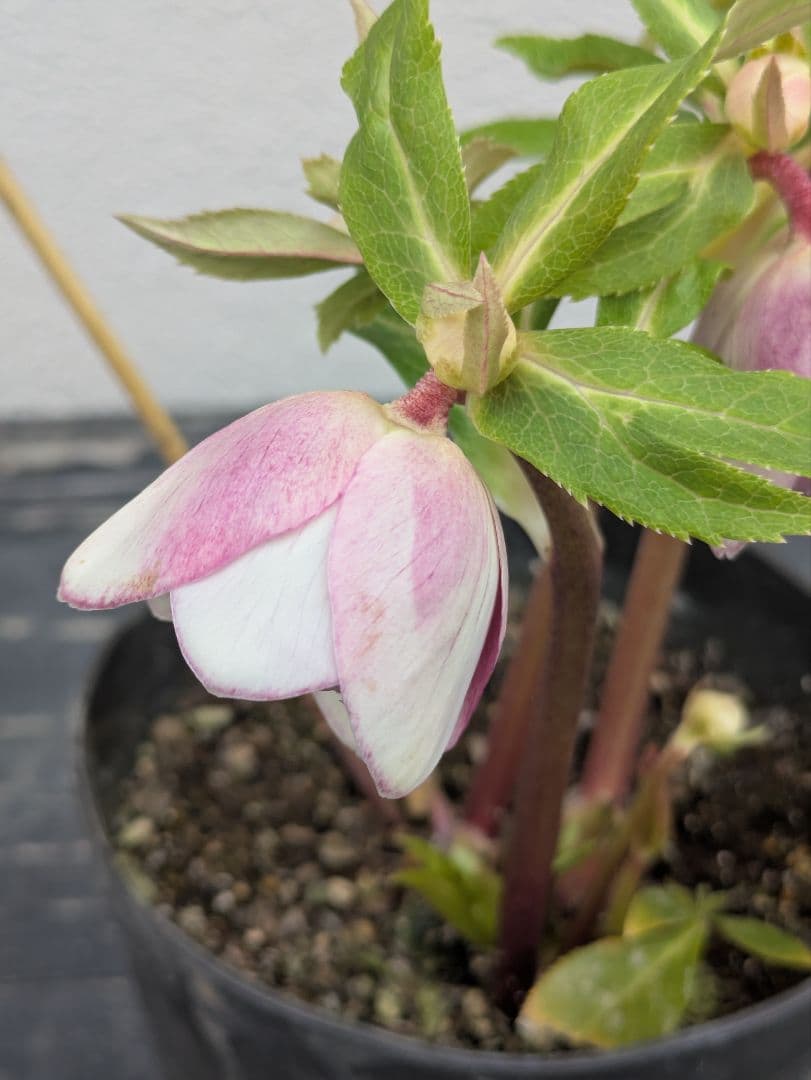 広瀬園芸 クリスマスローズ 【ソレイユ系 リバーシブル多弁】白抜け・極美発色