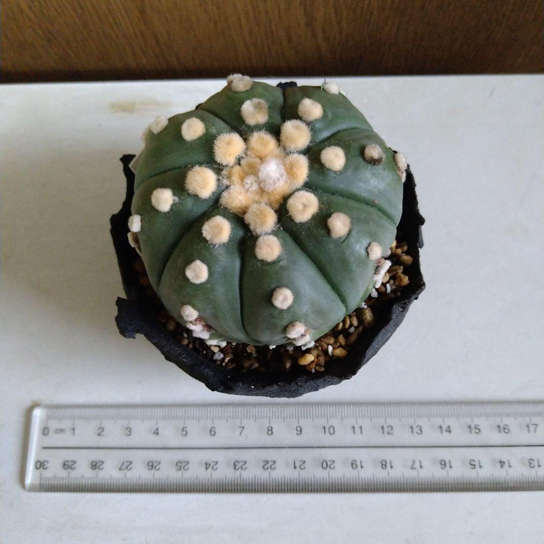 △アストロフィツム 王冠瑠璃兜✕たけろうポット5400