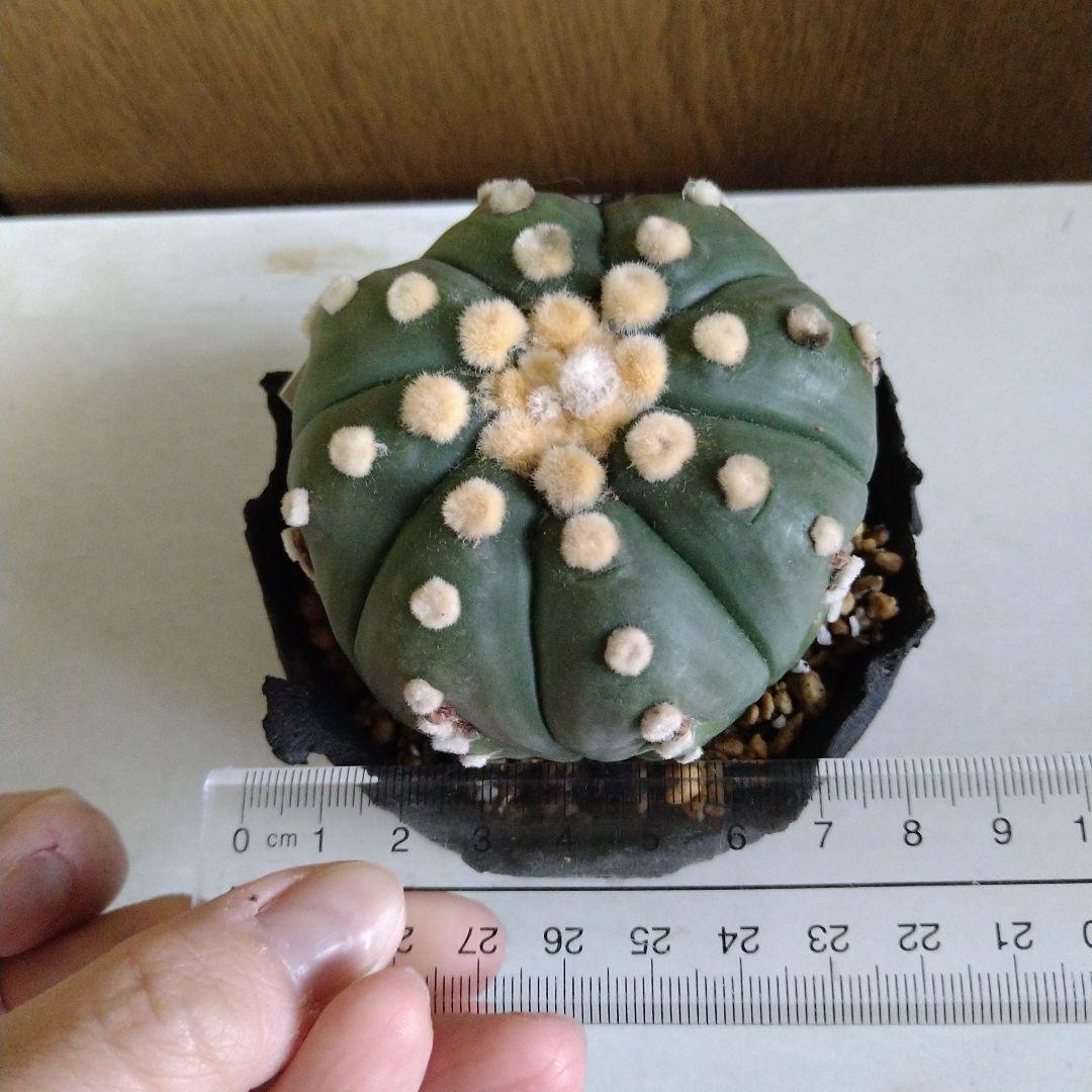 △アストロフィツム 王冠瑠璃兜✕たけろうポット5400