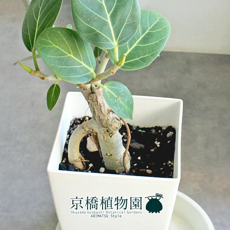 【現品】フィカス・ベンガレンシス　曲がり　8号　白角鉢　（3）