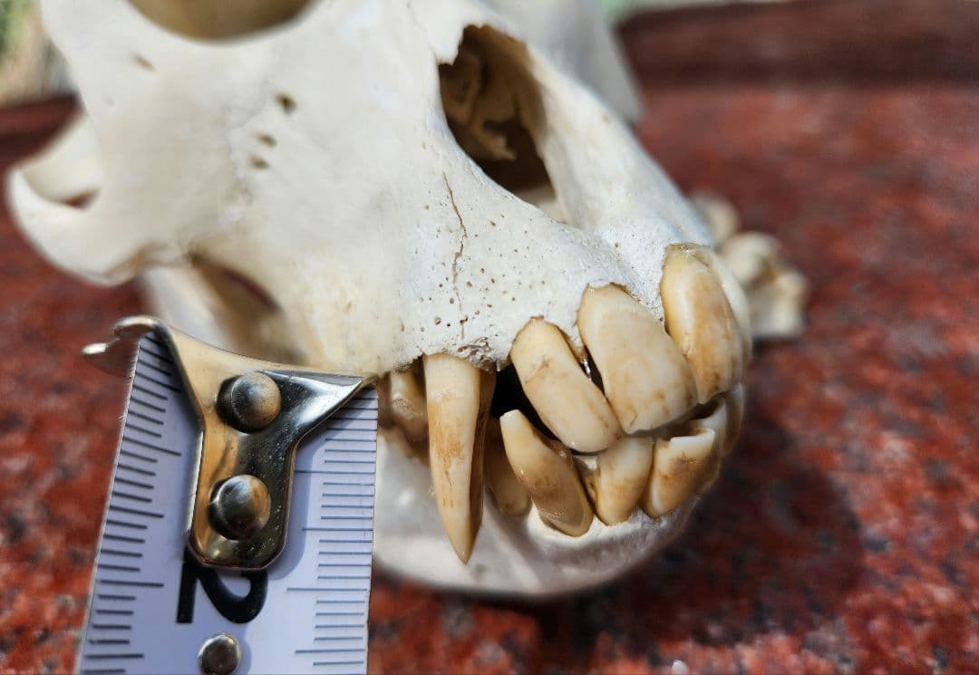 ニホン猿頭蓋骨