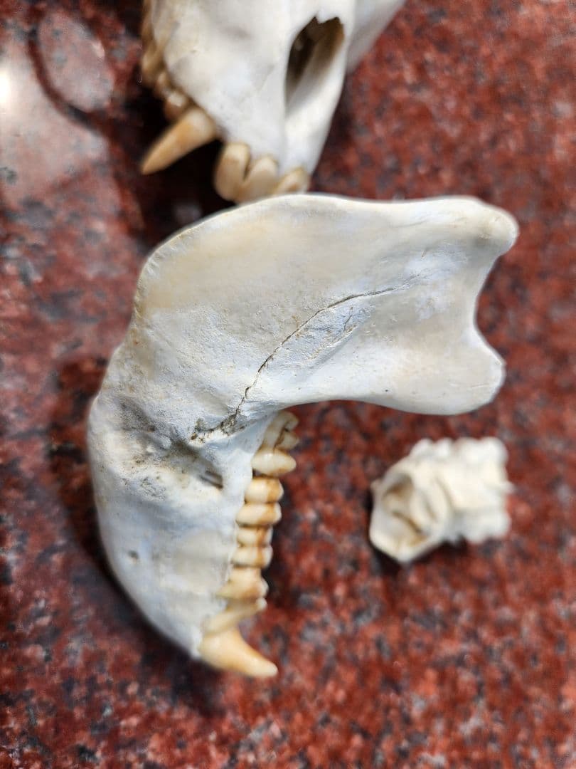 ニホン猿頭蓋骨