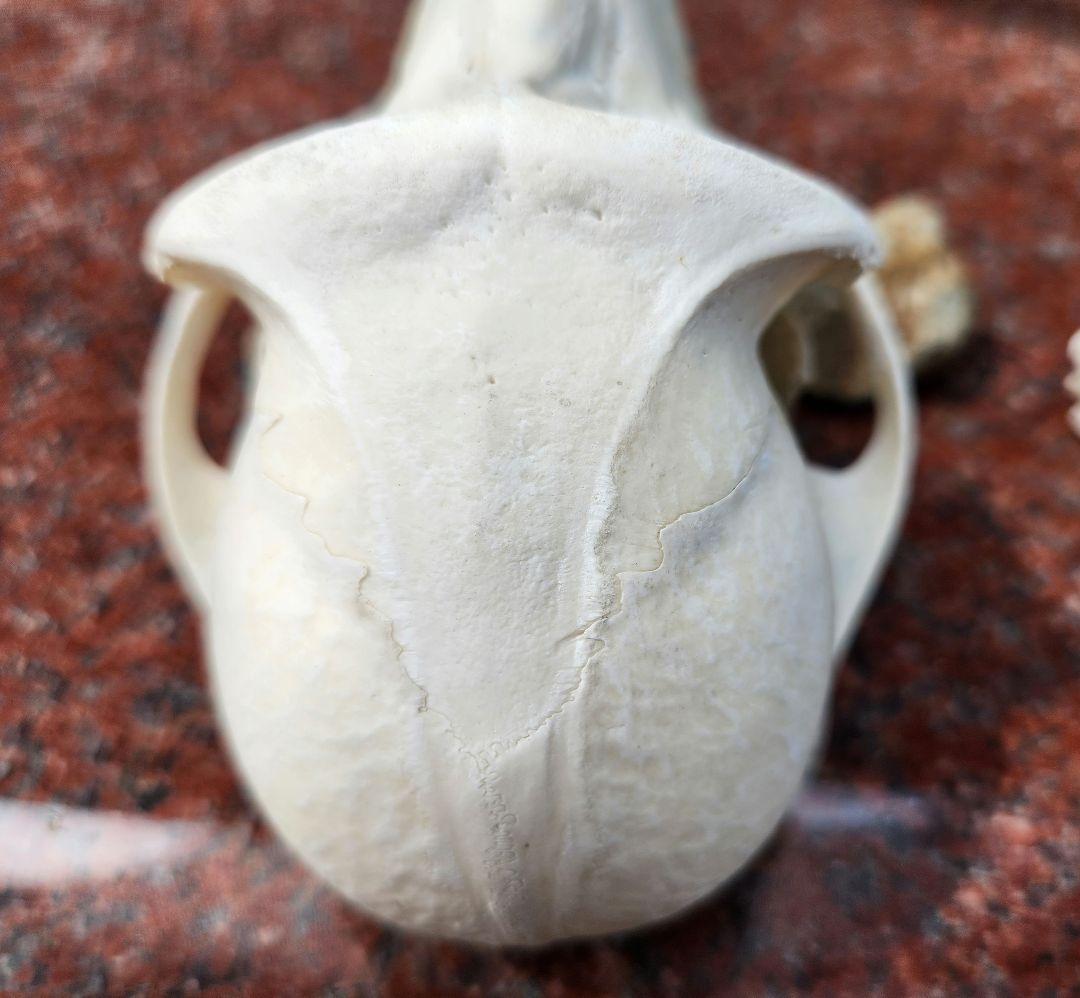 ニホン猿頭蓋骨